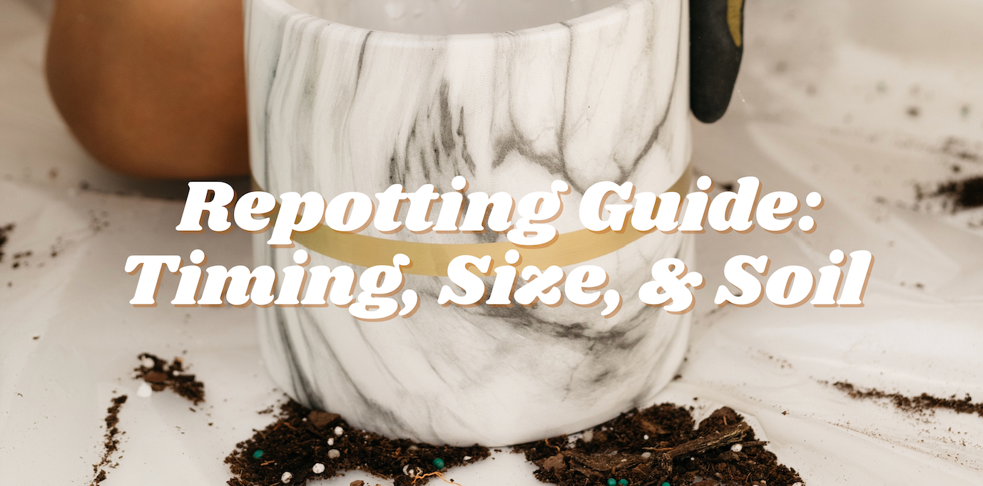 Repotting Guide: Timing, Size, & Soil