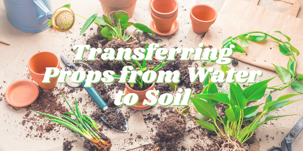 Transferring Props from Water to Soil - Riza Plants