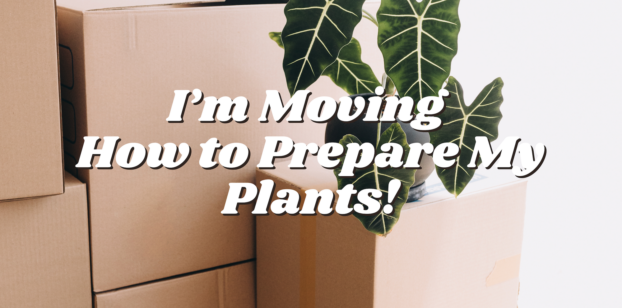 I’m Moving - How to Prepare My Plants!