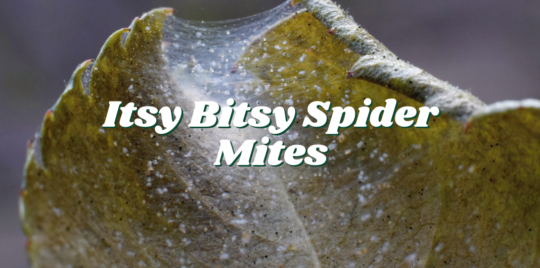 Itsy Bitsy Spider Mites