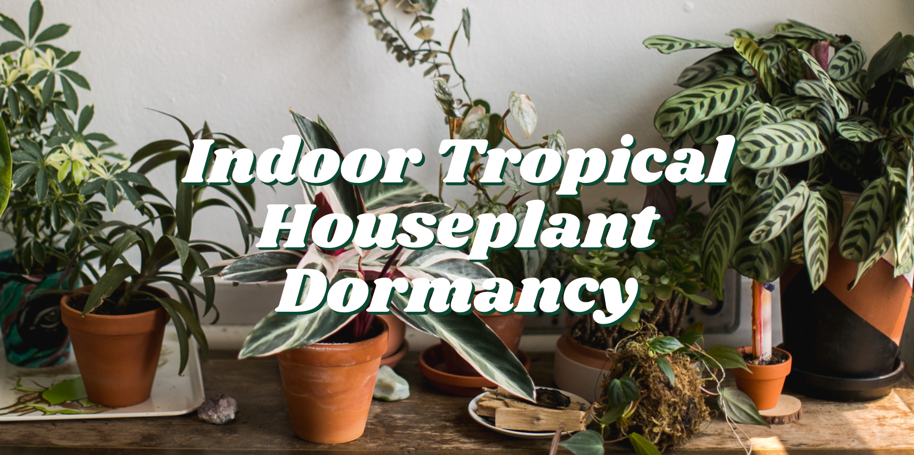 Indoor Tropical Houseplant Dormancy