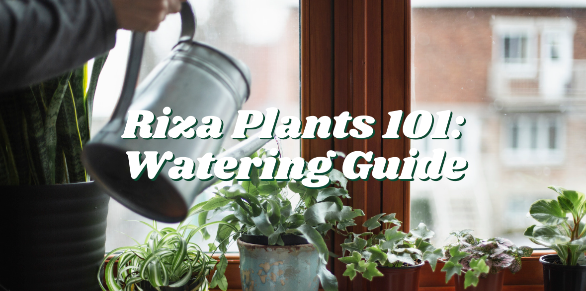 The Ultimate Guide to Riza Plant Care: Mastering the Art of Watering