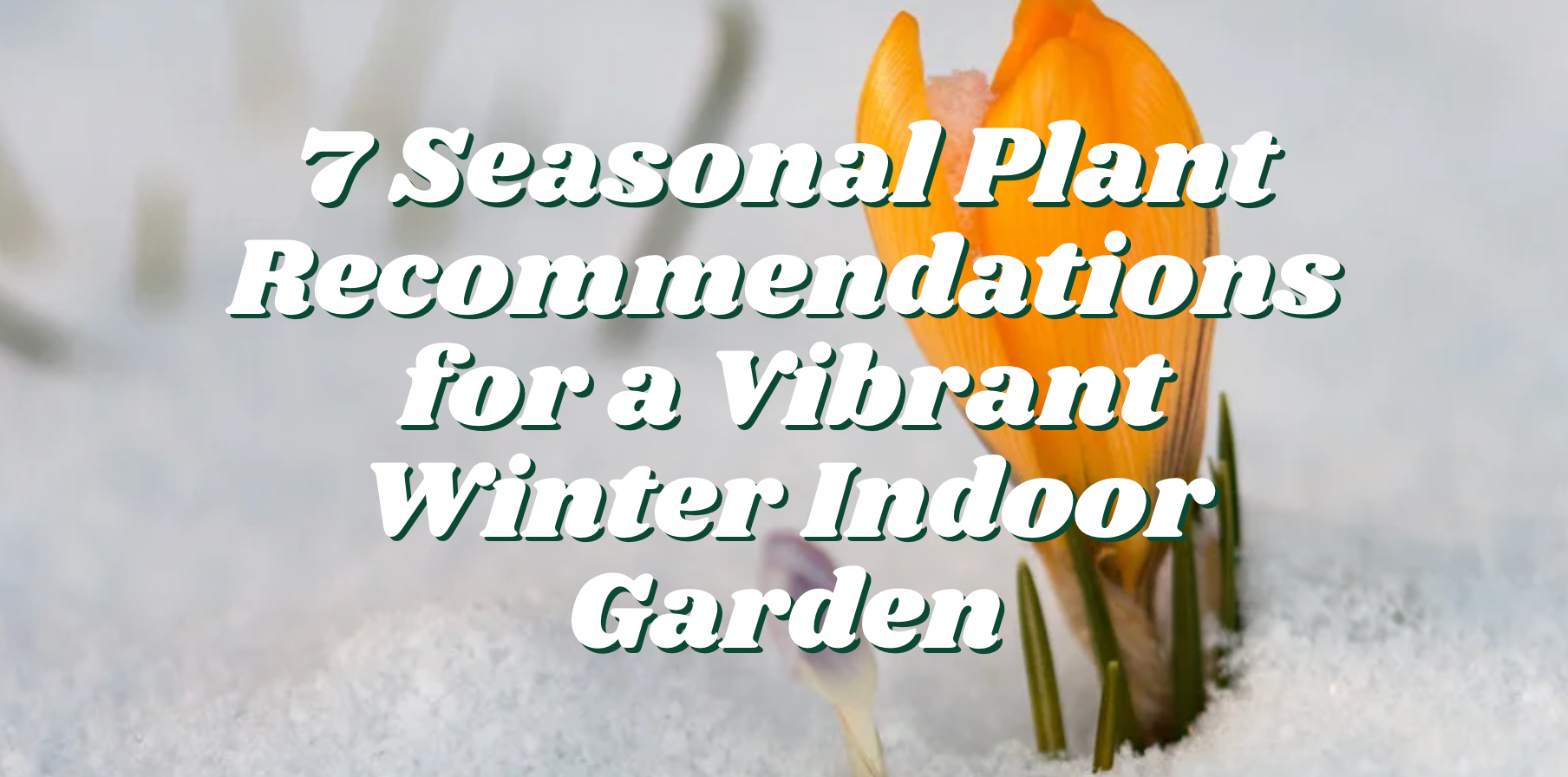 7 Seasonal Plant Recommendations for a Vibrant Winter Indoor Garden