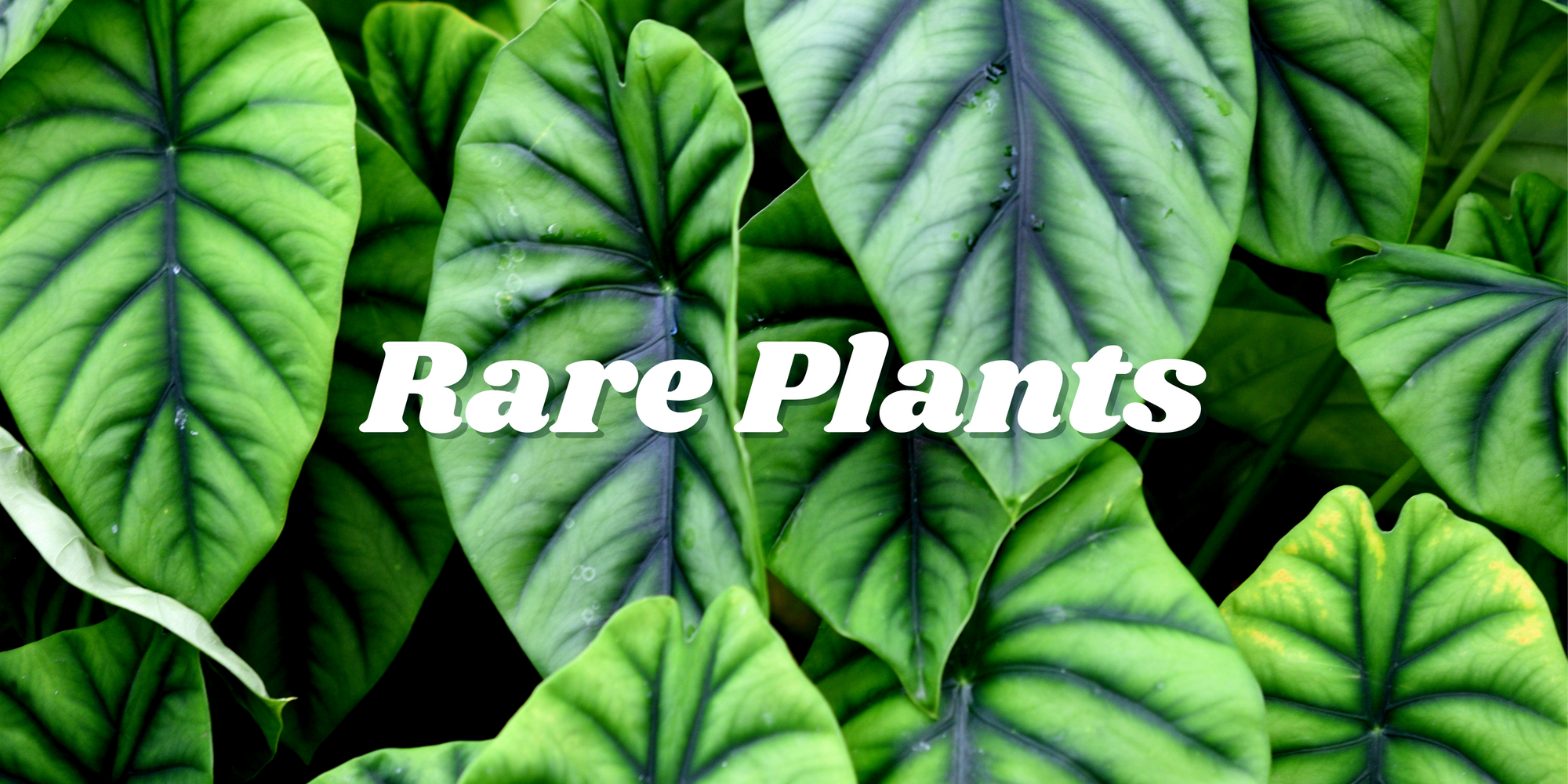 Rare Plants: Discovering the Beauty of Nature's Hidden Gems