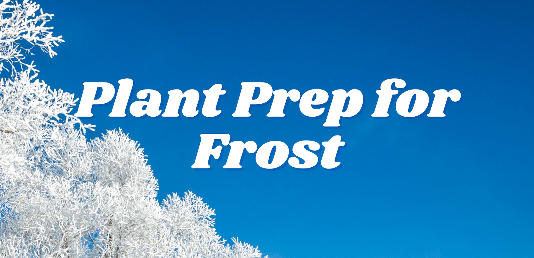 Plant Prep for Frost