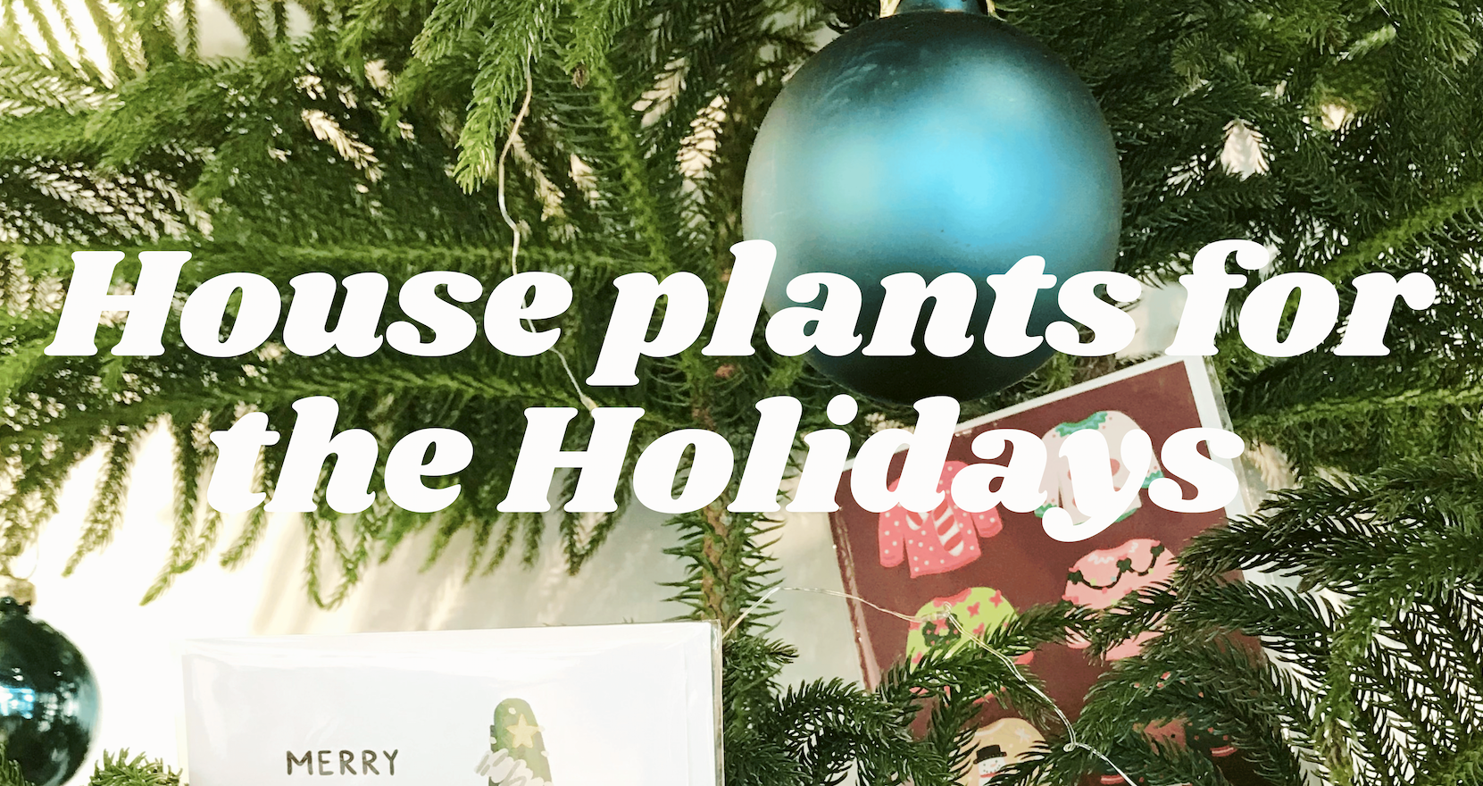 holiday houseplant care for gifting