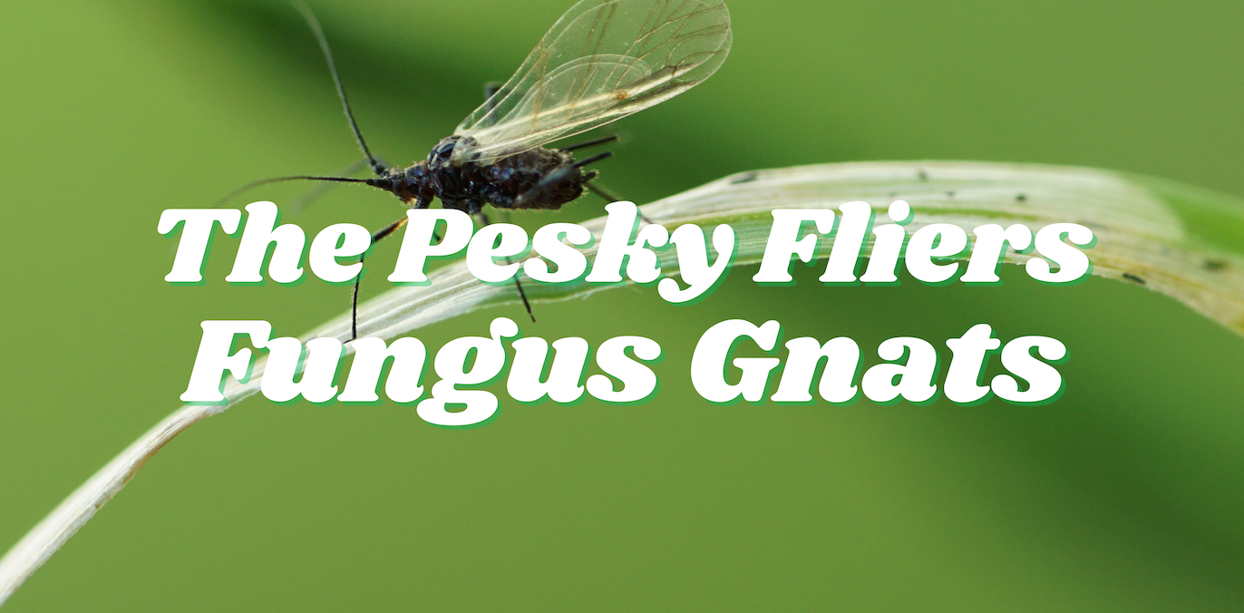 The Pesky Fliers - Fungus Gnats