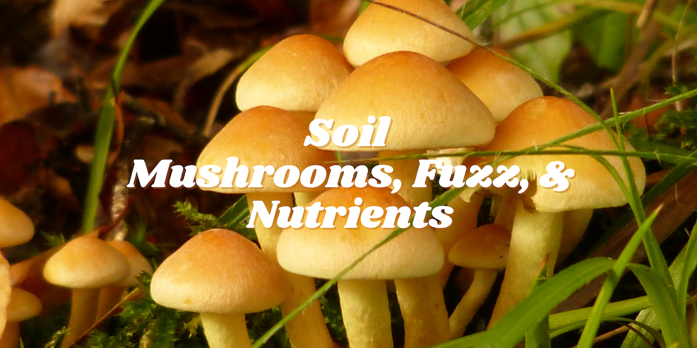 Soil - Mushrooms, Fuzz, & Nutrients