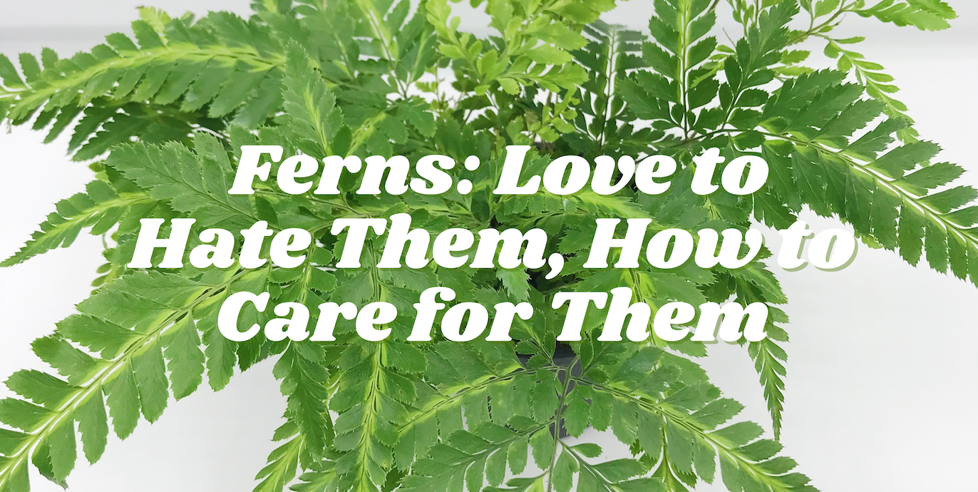 Ferns: Love to Hate Them, How to Care for Them