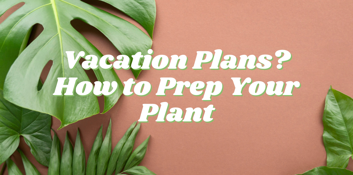 Vacation Plans? How to Prep Your Plant