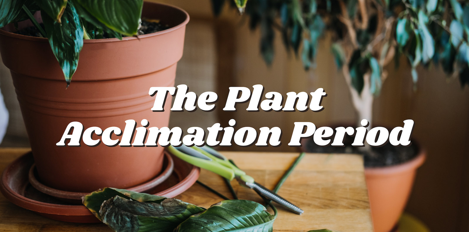 The Plant Acclimation Period