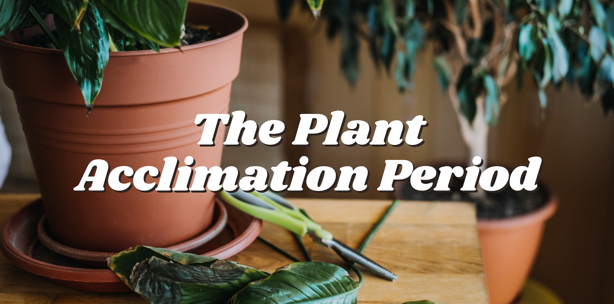 https://rizaplants.com/cdn/shop/articles/Screenshot_2023-06-15_at_1.04.04_AM_2050x.png?v=1686816306&utm_source=chatgpt.com