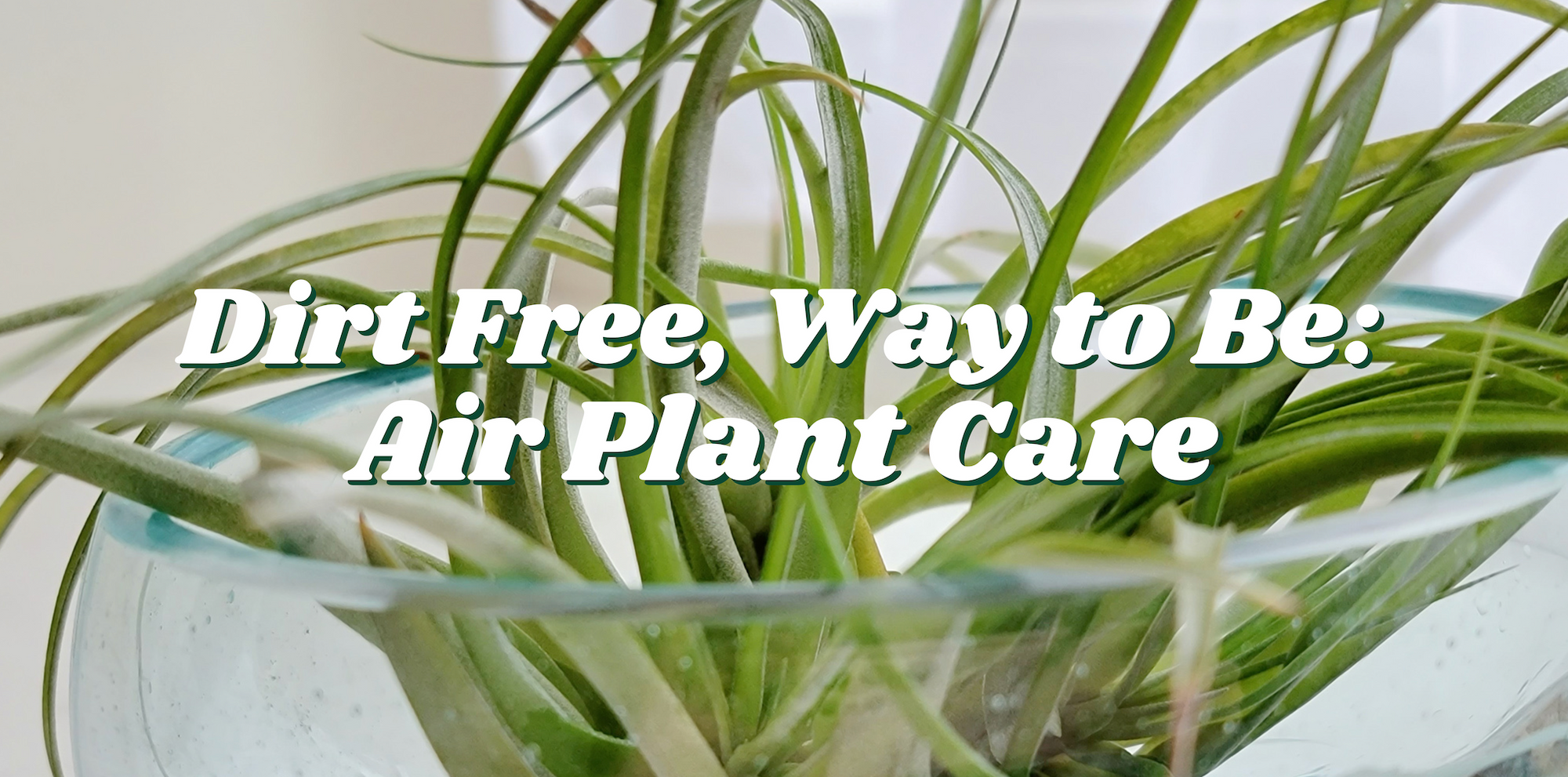 Dirt Free, Way to Be: Air Plant Care