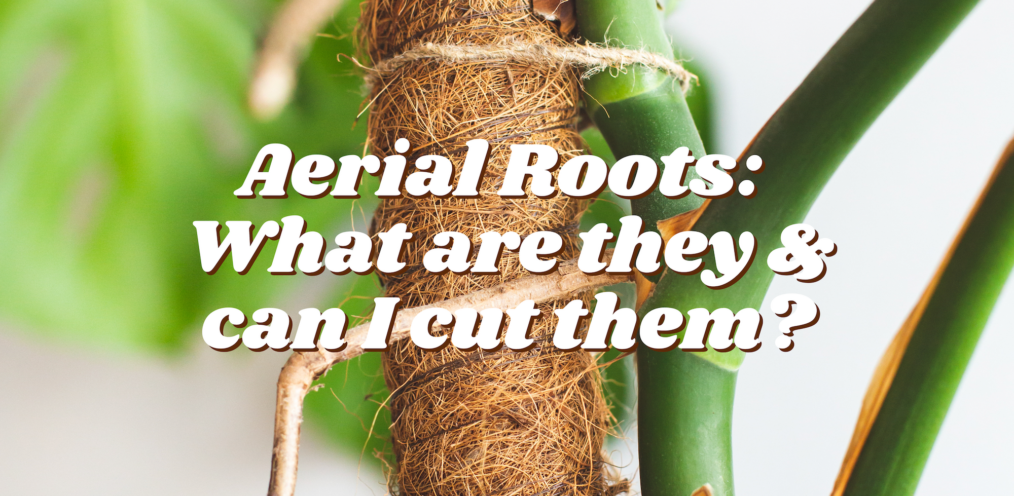 Aerial Roots: What are they & can I cut them?