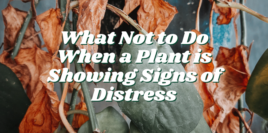 What Not to Do When a Plant is Showing Signs of Distress