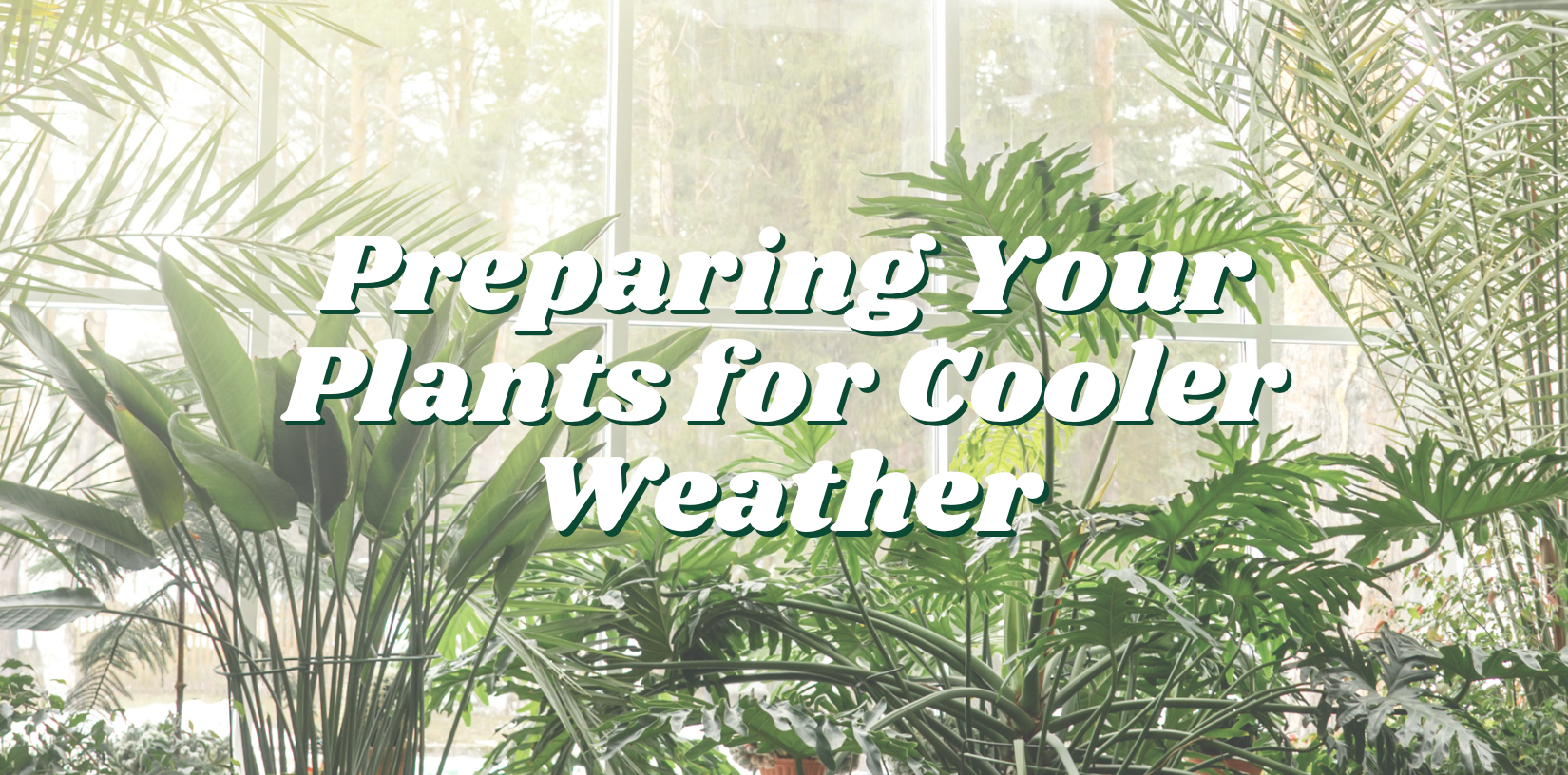Preparing Your Plants for Cooler Weather