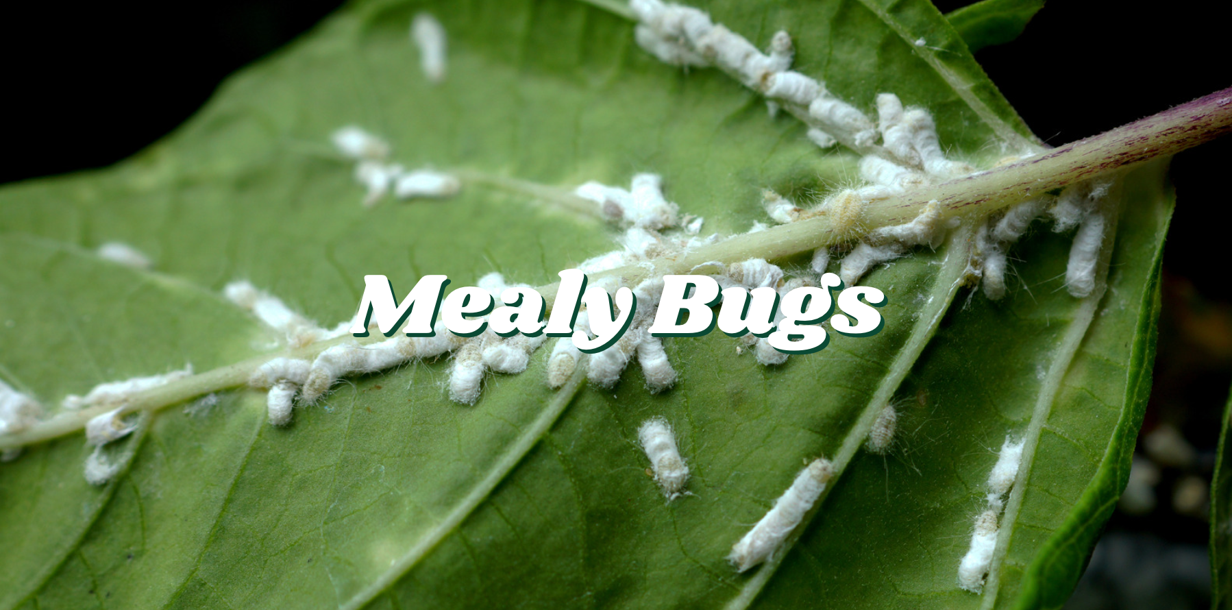Mealy Bugs - Riza Plants