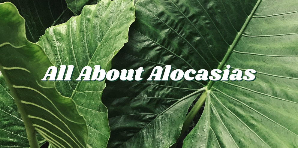 All About Alocasias