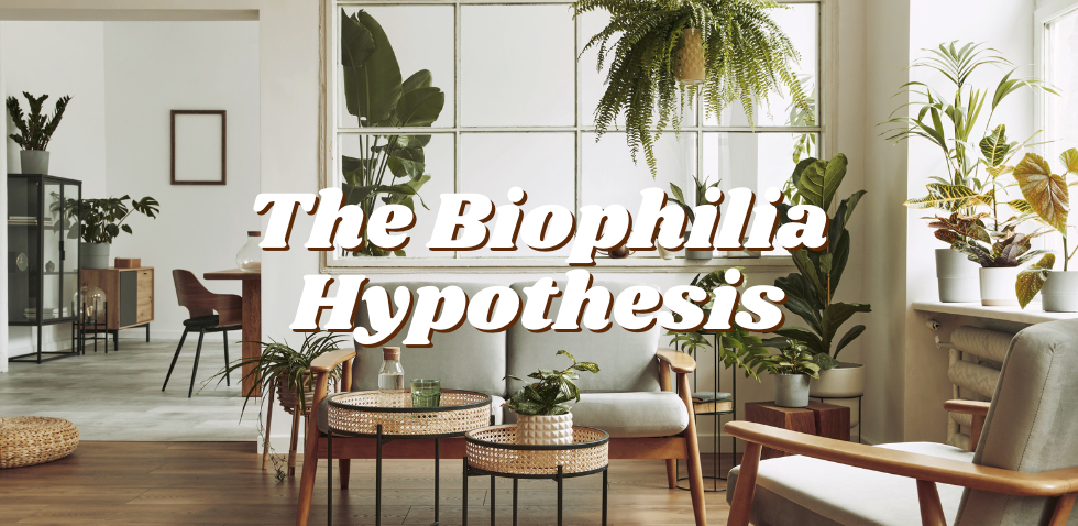 The Biophilia Hypothesis: Why Plants Belong in Your Home & Business