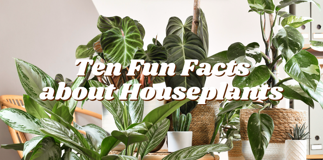 Ten Fun Facts About Houseplants