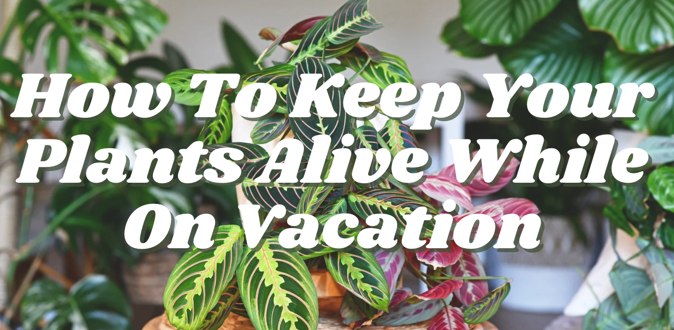 How to Keep Your Plants Alive While On Vacation