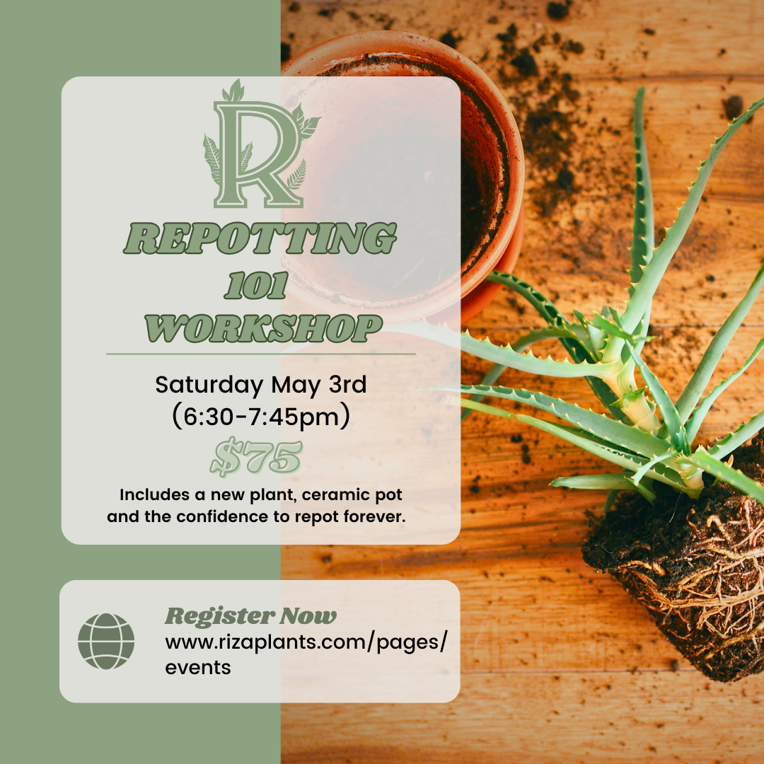 Potting 101 workshop